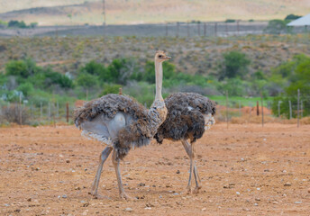 Naklejka premium Afrikanische Strauße auf einer Straußenfarm in der Halbwüstenlandschaft Oudtshoorn Südafrika