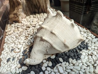 white sea snail shell