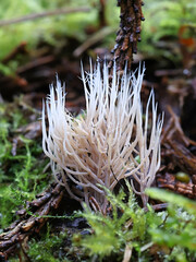 Pterula multifida, a coral fungus growing on spruce litter in Finland, no common English name