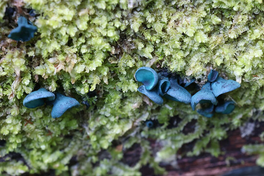 Green elfcup, Chlorociboria aeruginascens, also known as green wood cup, wild fungus from Finland