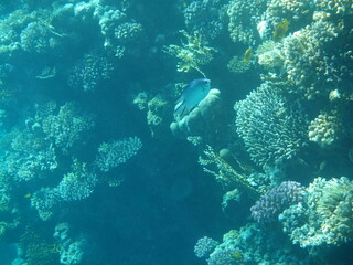 Fototapeta na wymiar scuba diver and coral