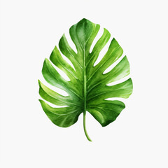 green leaf on white