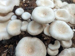 mushroom plant in the ground