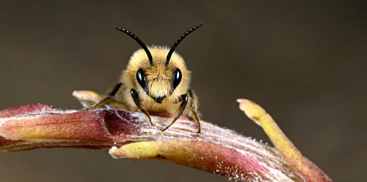 Wildbiene: Fr&uuml;hlings-Seidenbiene // Vernal colletes (Colletes cunicularius)