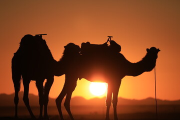 camel at sunset