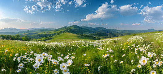 Spring landscape panorama with flowering flowers on meadow.hills and fields of flowers.Beautiful Spring And Summer Natural Panoramic Pastoral Landscape With Blooming Field Of Daisies In The Grass Hill - obrazy, fototapety, plakaty