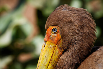 Portrait serré d'un tantale ibis