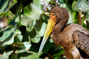 Portrait d'un tantale ibis