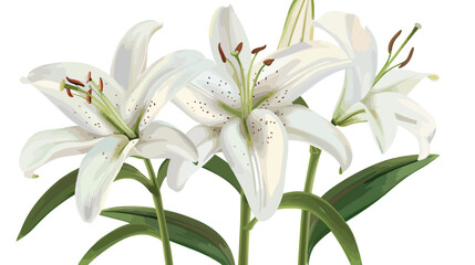 Lily. White ilium lilies. Beautiful spring flowers.