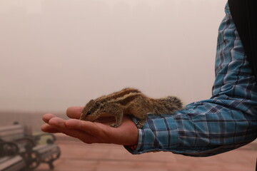 squirrel on the hands of a person