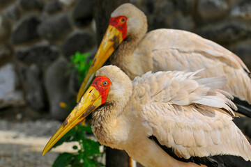 Tantales ibis au repos