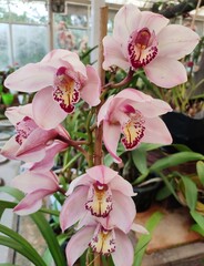 Cymbidium commonly known as boat orchids, is a genus of evergreen flowering plants in the orchid family Orchidaceae. Cymbidiums are well known in horticulture and many cultivars have been developed.