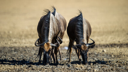  Blue Wildebeest (Connochaetes taurinus) Kgalagadi Transfrontier Park, South Africa - obrazy, fototapety, plakaty
