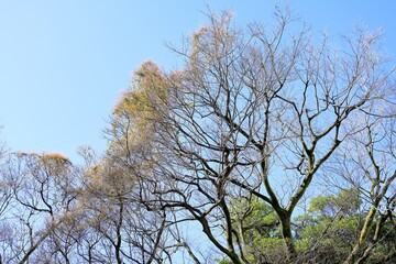 東京散歩　早春の浜離宮庭園