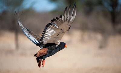 Bateleur (Terathopius ecaudatus) Kgalagadi Transfrontier Park, South Africa