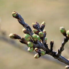 東京散歩　早春の浜離宮庭園