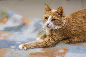 Ginger cat lies on the carpet at home. Close up.