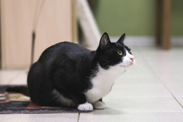 Black and white cat is sitting on the floor in the room and looks at the profile