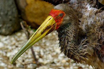 Portrait d'un tantale ibis