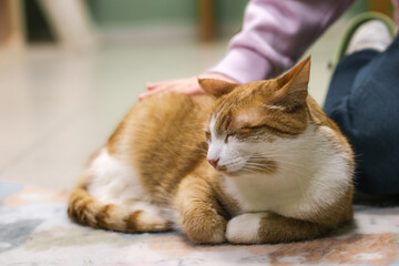 Fototapeta premium A child is stroking a ginger cat on the floor. Close-up