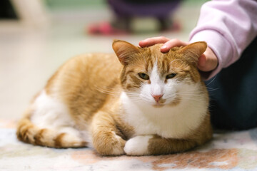 A child is stroking a ginger cat on the floor. Close-up