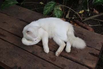 A white cat is relaxing