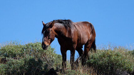 Dark sorrel wild horse stallion in the Salt River desert area near Scottsdale Arizona United States