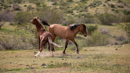 Kicking wild horse stallions fighting in the Salt River wild horse management area near Mesa Arizona United States
