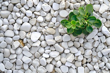 Fototapeta na wymiar White pebbles background and green succulent plant on the ground