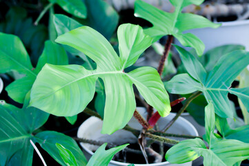 Philodendron pedatum, Philodendron or ARACEAE