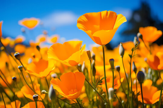 Beautiful California poppies in full bloom, with their vibrant orange petals against the blue sky, in a field of wildflowers