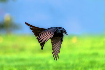 Black drongo in the sky