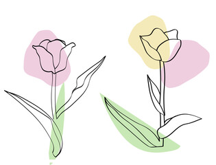 Tulips seamless pattern. Image on a white and colored background. - 768500507