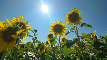 Low angle view of sunflowers towering against a clear blue sky with the sun's rays shining through - Powered by Adobe
