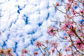 Blooming magnolia in spring against a background of blue sky with clouds. Beautiful buds of pink...