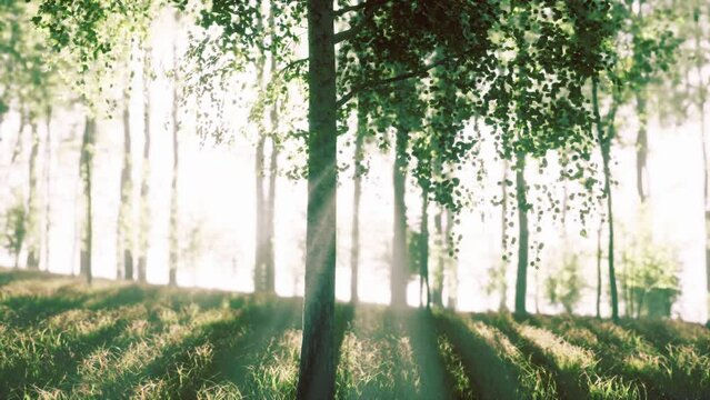 The last rays of the sun filter through the birch forest