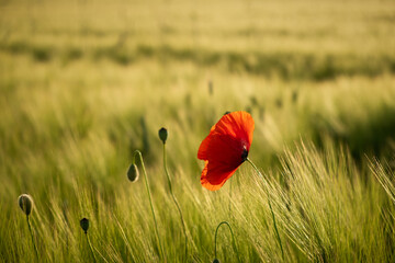 Poppies field sunset. Bright scarlet flowers in the orange sunset light. Warm atmospheric summer landscape. Natural background for design, wallpaper, paintings. Wild wildflowers in the setting sun - 768505386