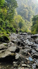 stream in the forest