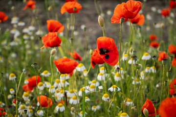 A poppy field at sunset. Bright scarlet poppies and white daisy flowers in close-up. Warm...