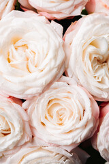 Delicate pastel roses close-up.