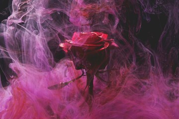 Scarlet Splendor: Reveling in the Richness of Color as Roses Dance in Sunlit Gardens
