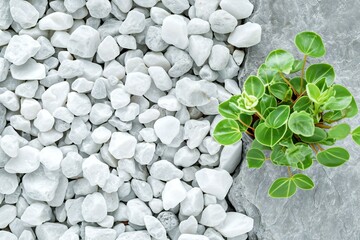 Fototapeta na wymiar Green plant on white pebble stone background with copy space