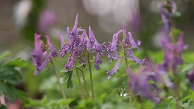 The delicate mauve Bird in a Bush wild flower on the woodland floor in Worcestershire, England.  The little flower is native to Europe and Asia.