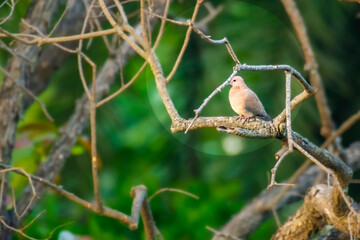 Forest Dove on tree during winter season