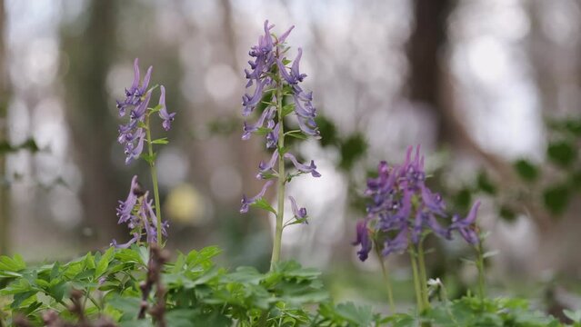 The delicate mauve Bird in a Bush wild flower on the woodland floor in Worcestershire, England.  The little flower is native to Europe and Asia.