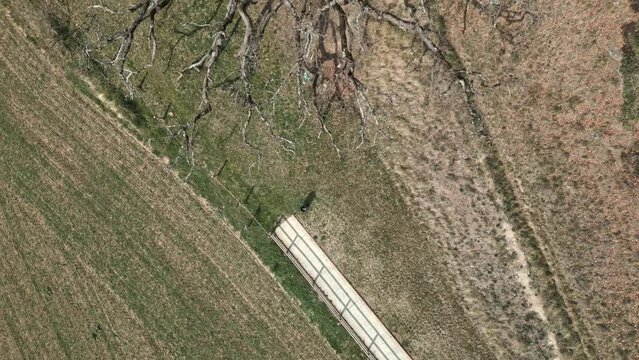 Aerial drone fly top down ancient oak tree, mediterranean autumn fields Europe countryside old dry branches, Roure de la Senyora