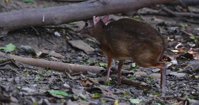 Eating on the ground then raises its head up facing left, Lesser Mouse-deer Tragulus kanchil, Thailand