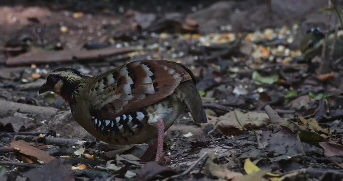Seen foraging for some food on the forest ground while facing to the left as a squirrel joins, Bar-backed Partridge Arborophila brunneopectus, Thailand