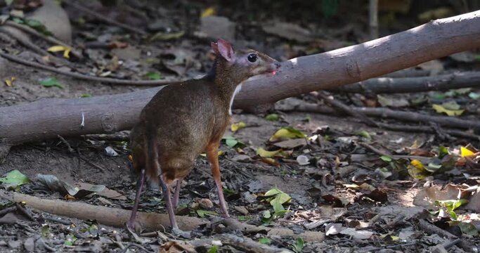 Facing to the right while eating fruits fallen on the forest ground then gets frightened, Lesser Mouse-deer Tragulus kanchil, Thailand