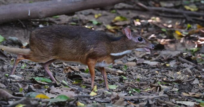 Facing to the right foraging for some food on the forest ground then moves forward a bit, Lesser Mouse-deer Tragulus kanchil, Thailand